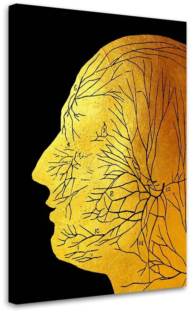 Gario Obraz na plátne Zlatá anatómia, tvárové nervy - Gab Fernando Rozmery: 40 x 60 cm