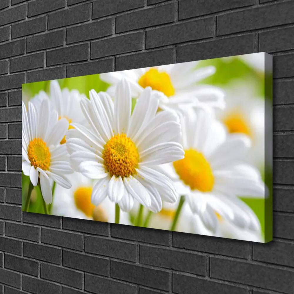 Obraz Canvas Sedmokrásky rastlina príroda 120x60 cm