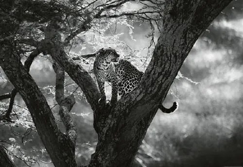 Vliesové fototapety, rozmer 368 x 254 cm, leopard na strome, W+G 5114-4V-1