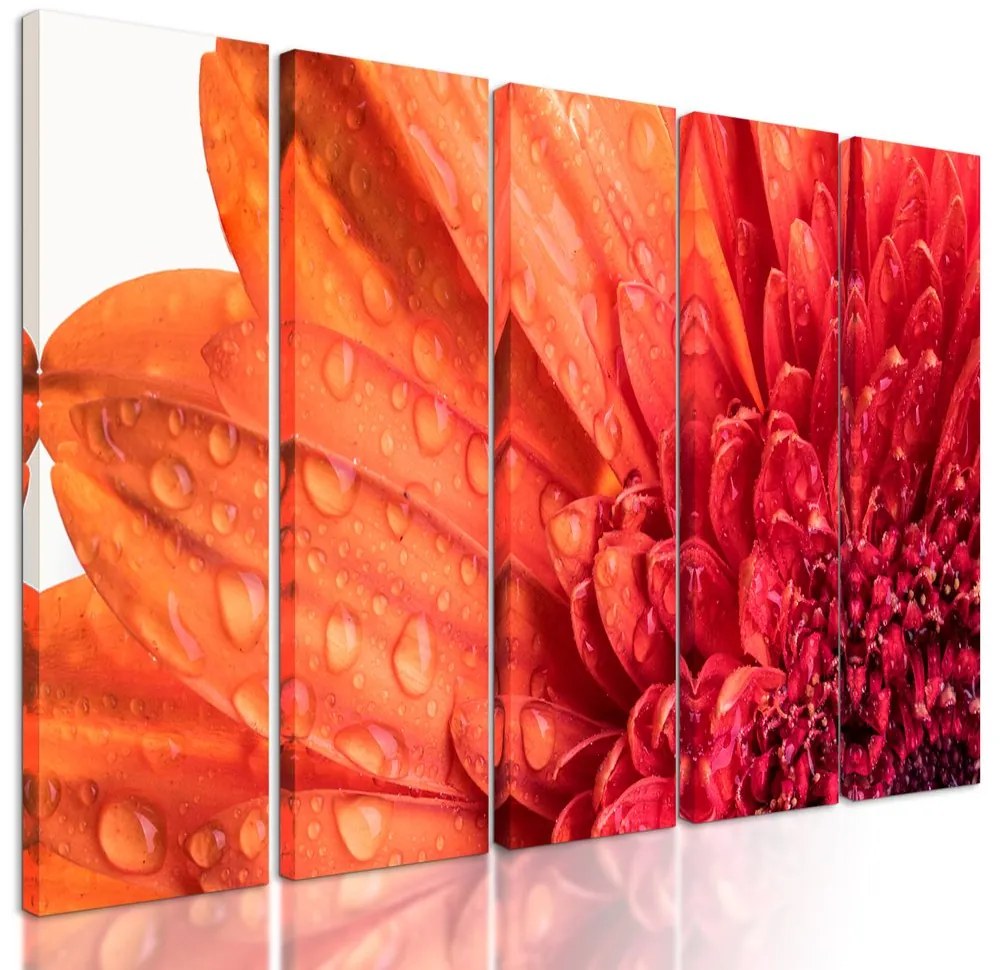 5-dielny obraz ranná rosa na nádhernej gerbere