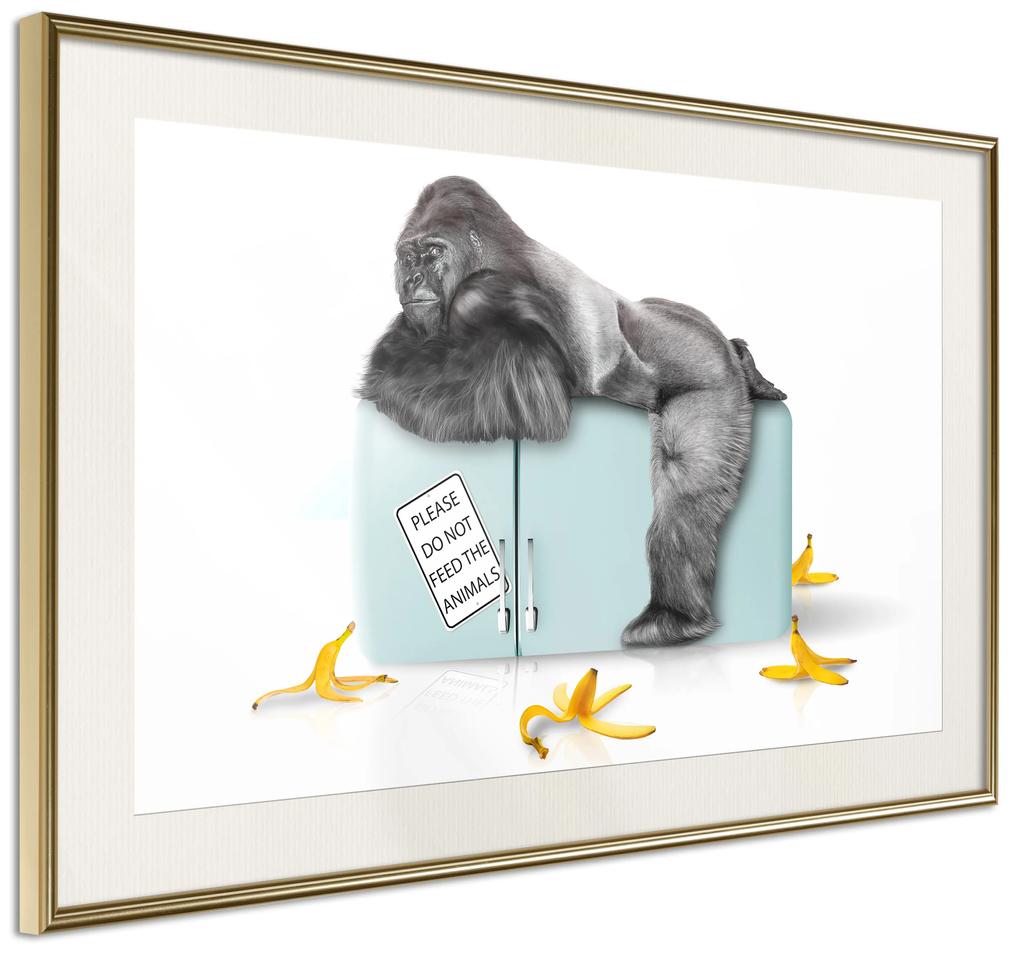 Artgeist Plagát - Hungry Gorilla [Poster] Veľkosť: 90x60, Verzia: Čierny rám s passe-partout