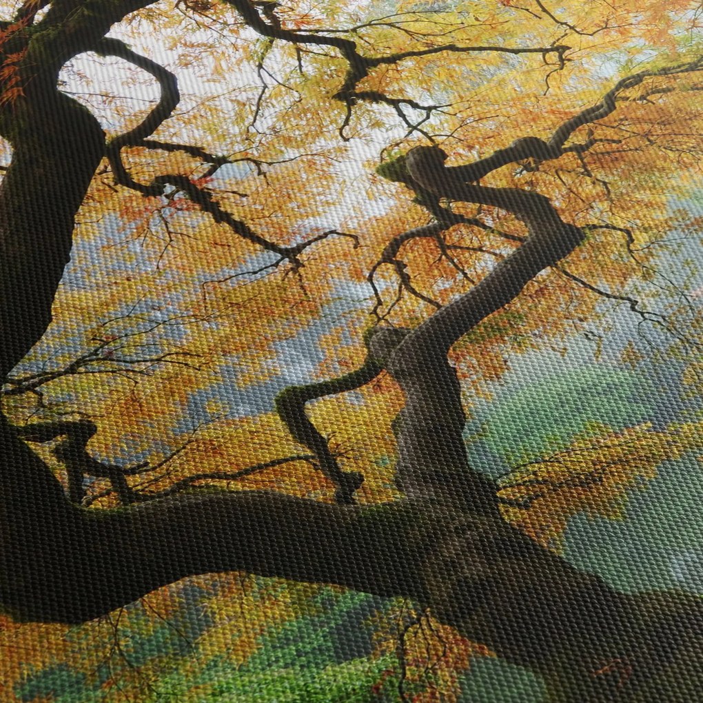 Obraz žltého japonského javora, Portland, Oregon (70x50 cm)