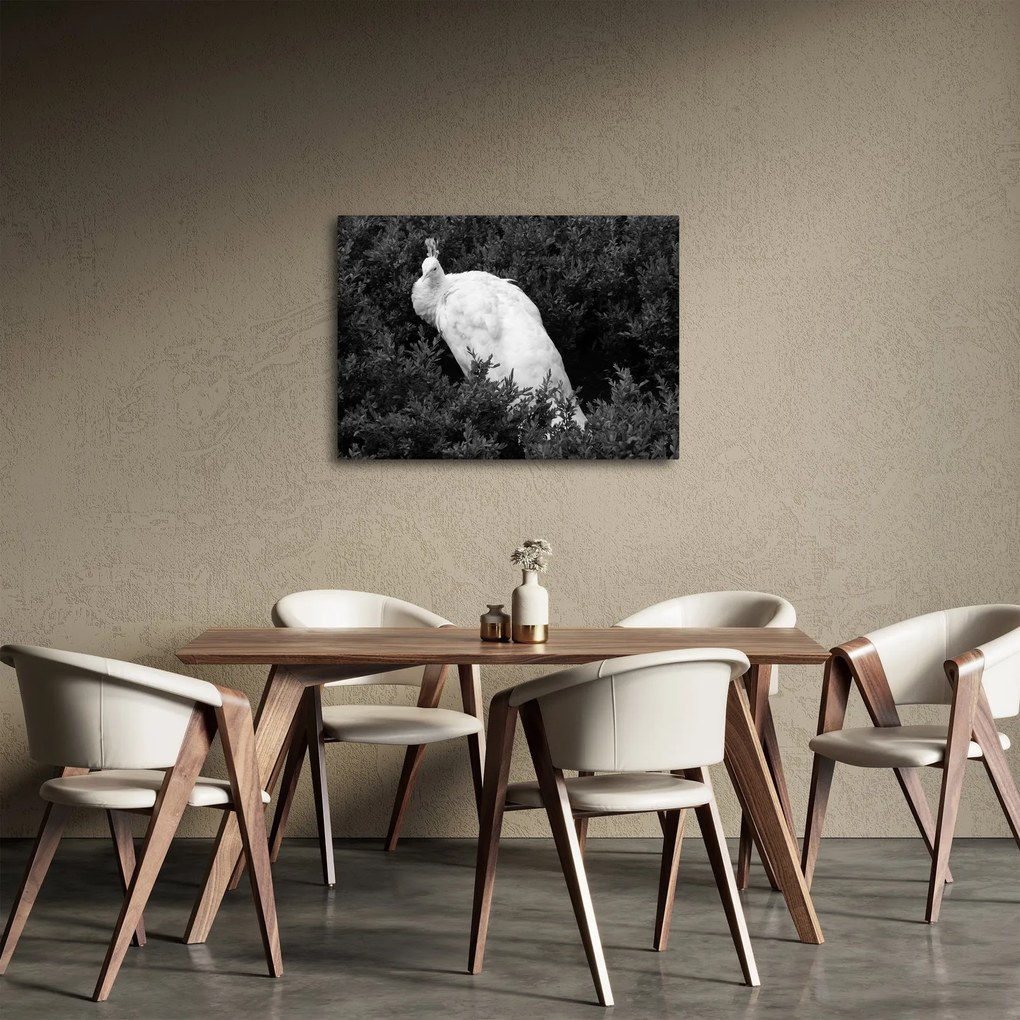 Obraz - Páv, čiernobiela (70x50 cm)