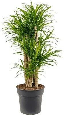 Pleomele (Dracaena) Anita Variegata 27x100 cm