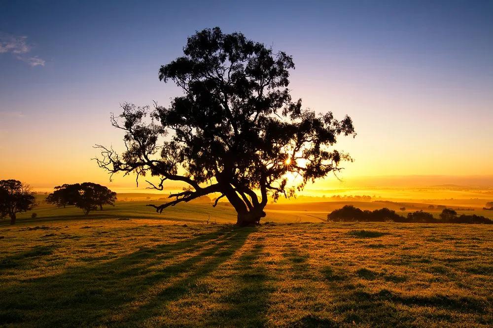 Samolepiaca fototapeta mohutný strom pri západe slnka