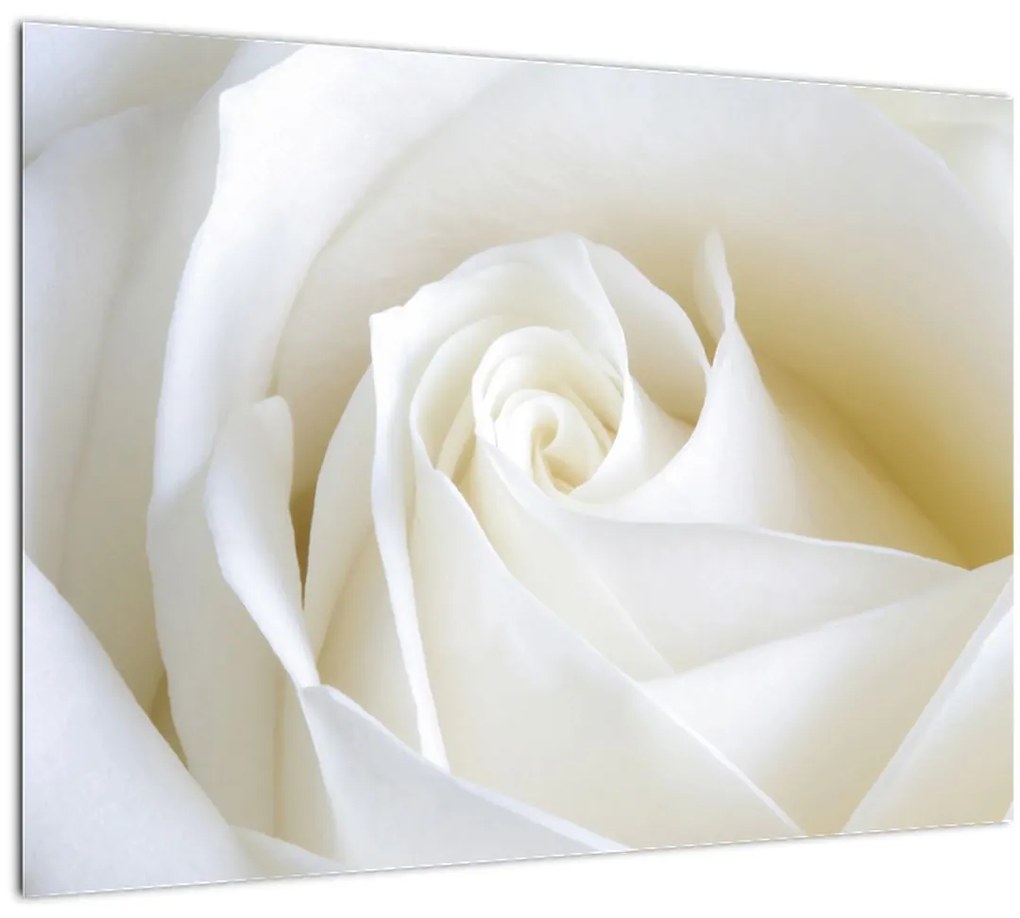 Obraz biele ruže (70x50 cm)