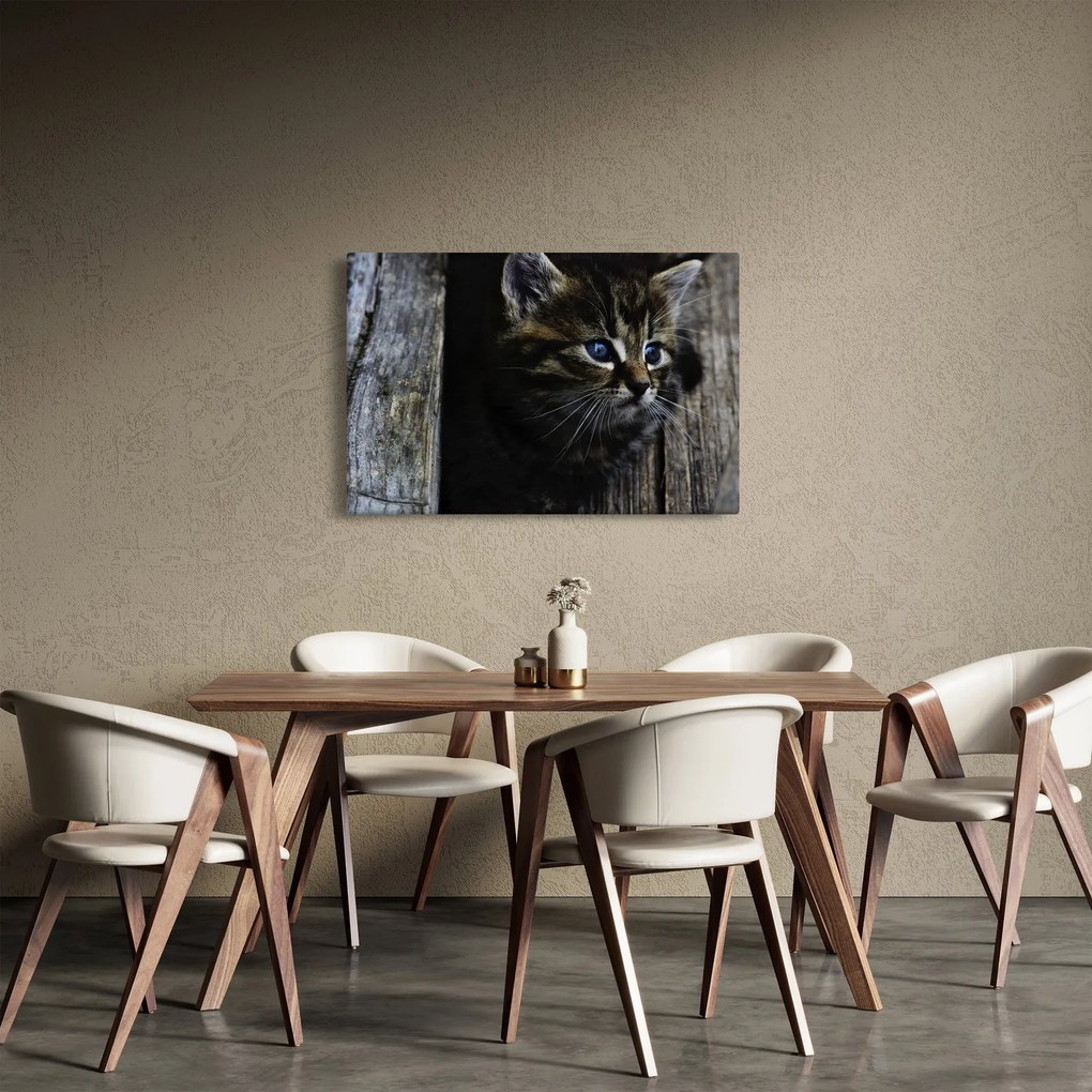 Obraz mačiatka (90x60 cm)