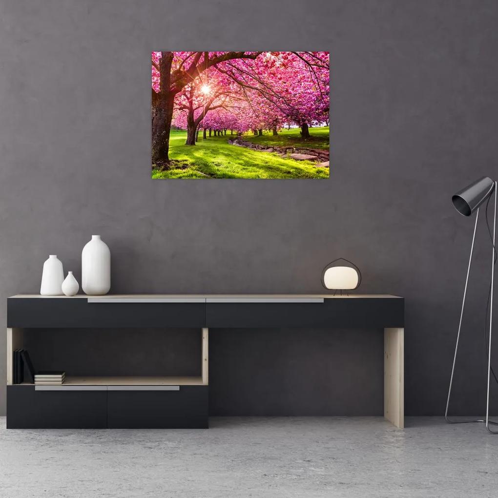 Obraz rozkvitnutých čerešní, Hurd Park, Dover, New Jersey (70x50 cm)