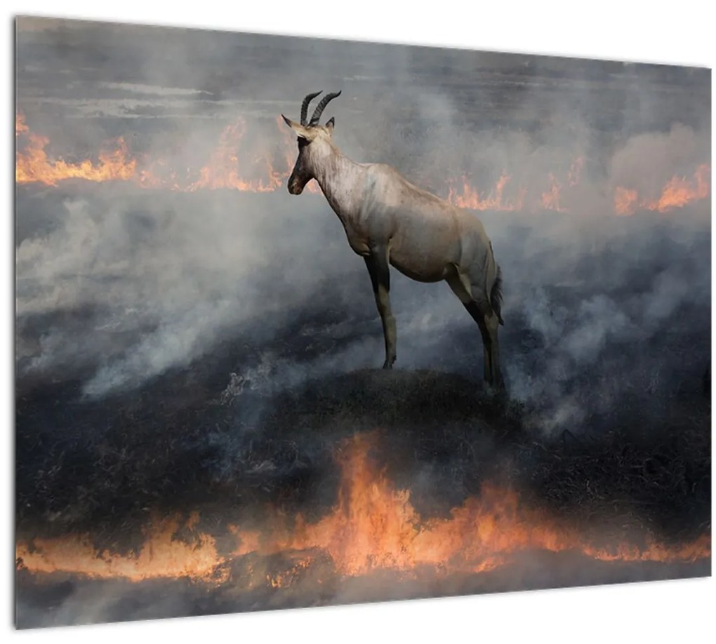 Sklenený obraz kamzíka v ohni (70x50 cm)