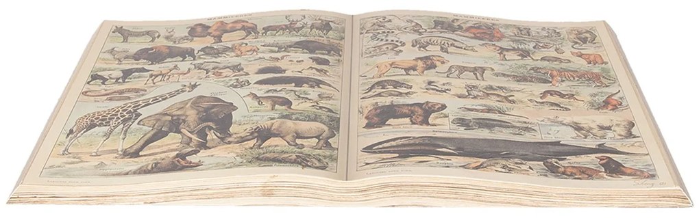 Dekoračné obraz otvorená kniha so zvieratami - 65 * 40 cm