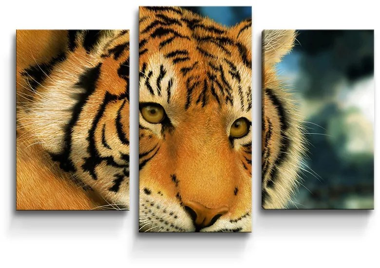 Sablio Obraz - 3-dílný Tiger - 75x50 cm