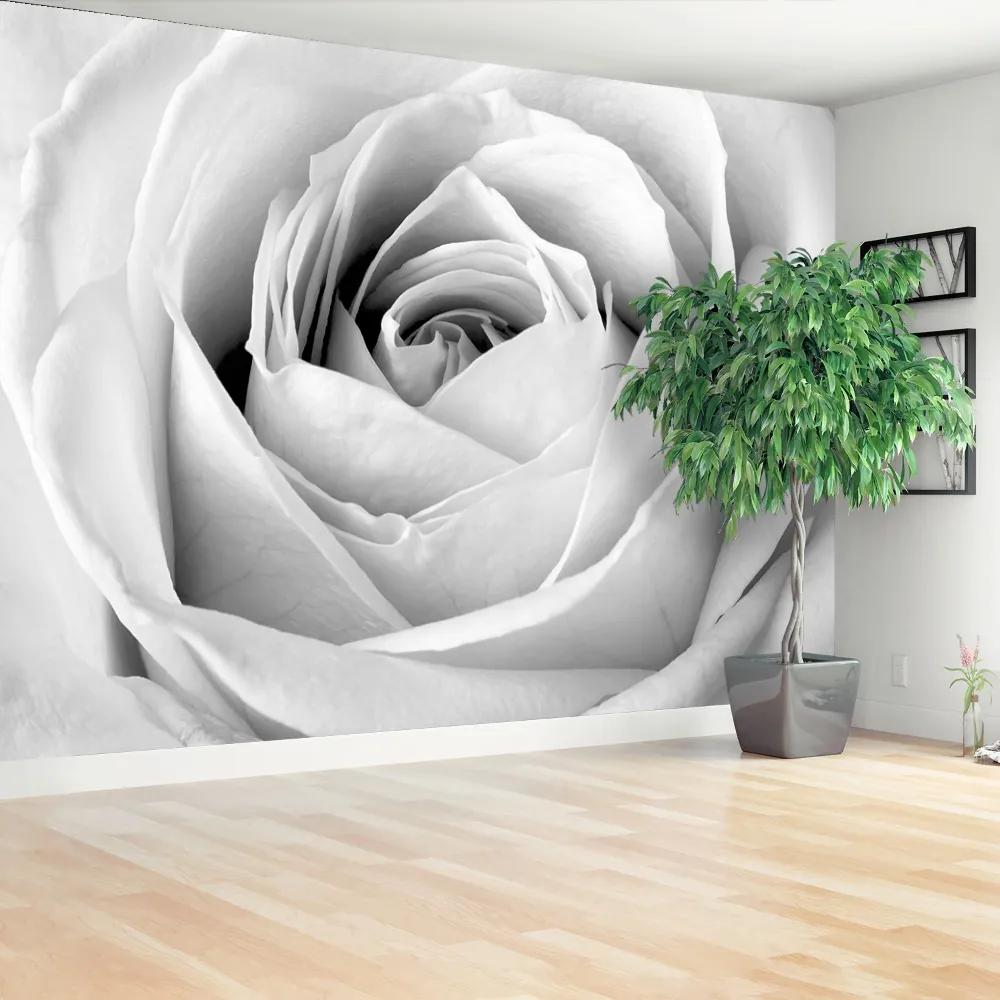 Fototapeta Vliesová Biela ruža 416x254 cm