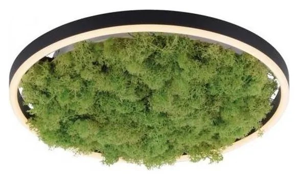 JUST LIGHT. 15391-66 - LED Stmievateľné stropné svietidlo ZELENÁ RITU LED/20W/230V