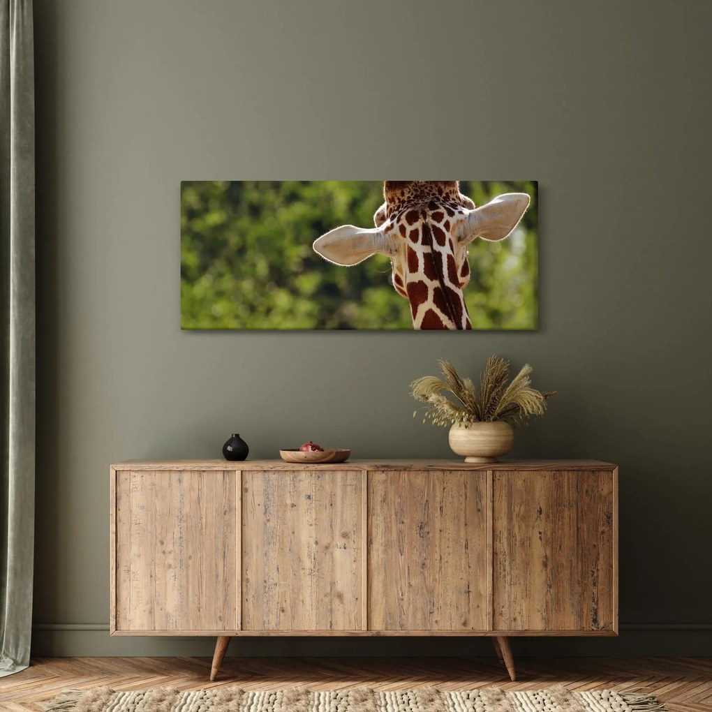 Obraz žirafy zozadu (120x50 cm)