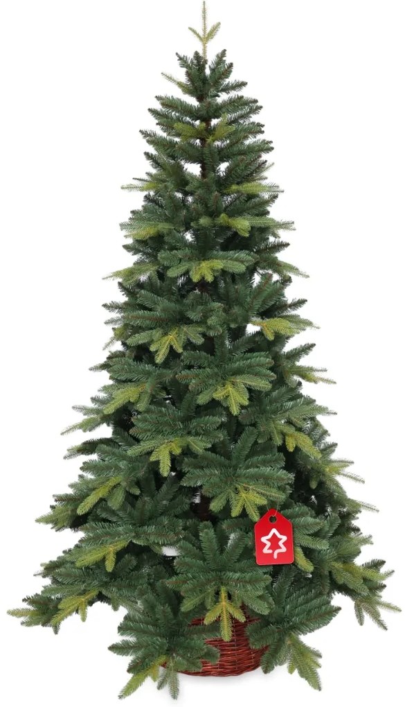 Jedľa Kangri 210 cm