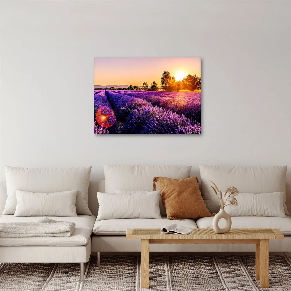 Obraz levanduľového poľa (70x50 cm)
