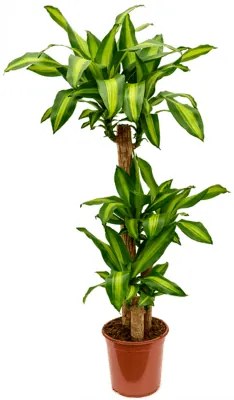 Dracaena fragrans massangeana Pots. 21x100 cm