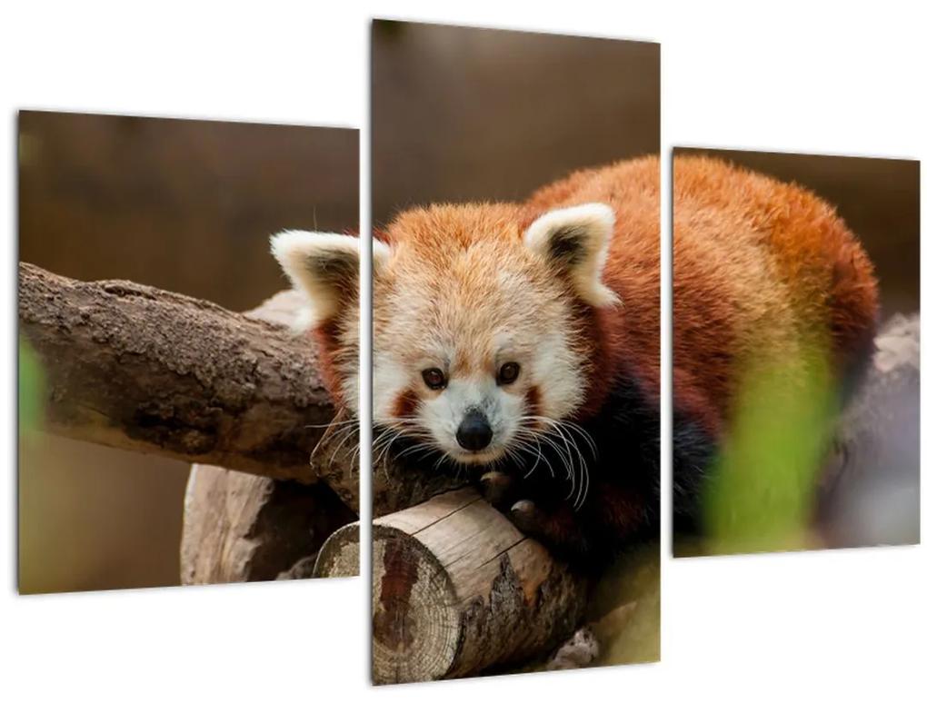Obraz pandy červenej (90x60 cm)