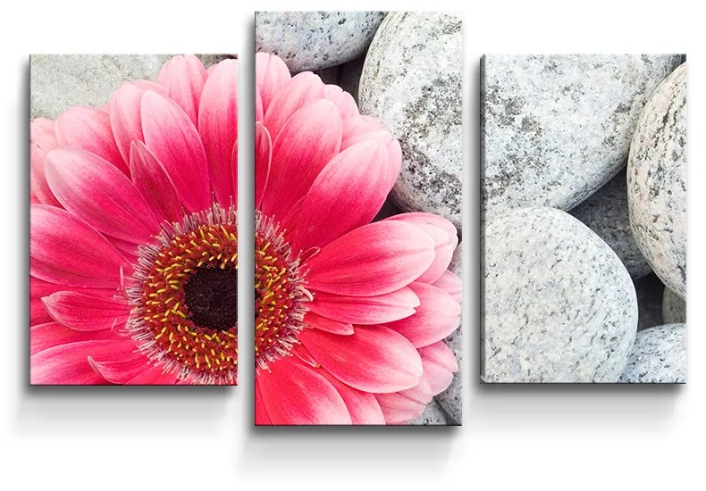Sablio Obraz - 3-dílný Gerbera na kameňoch - 75x50 cm