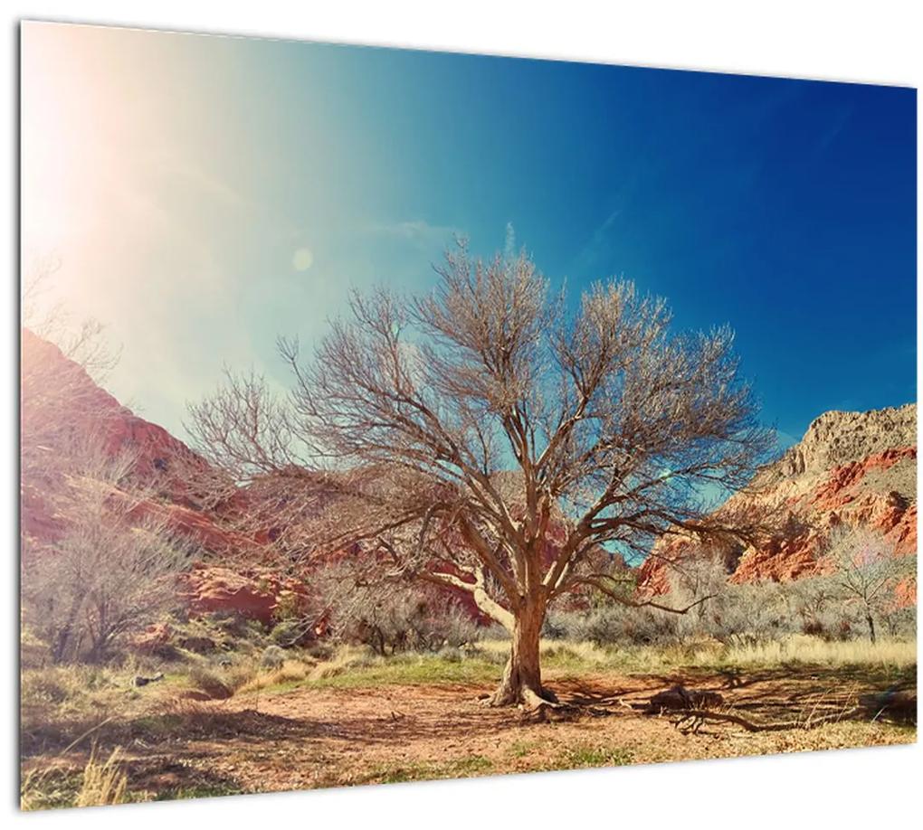 Obraz stromu v púšti (70x50 cm)