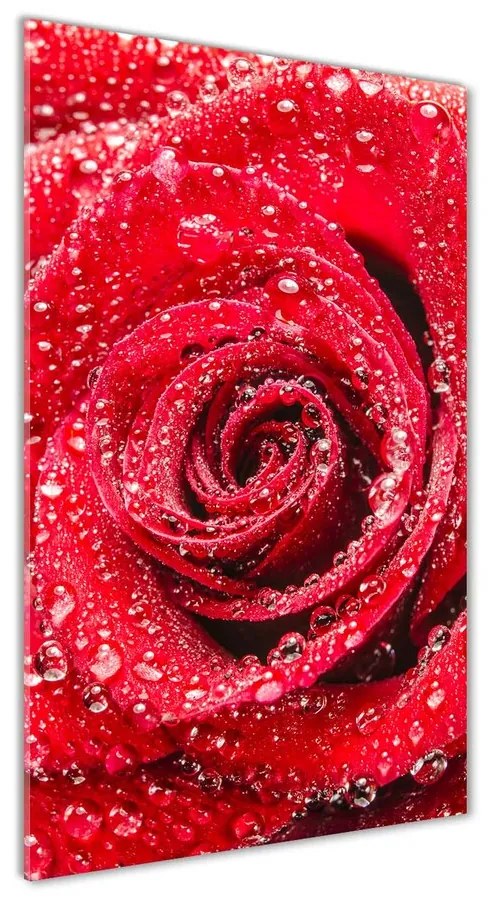 Foto obraz akrylový do obývačky Červená ruža pl-oa-70x140-f-83790041