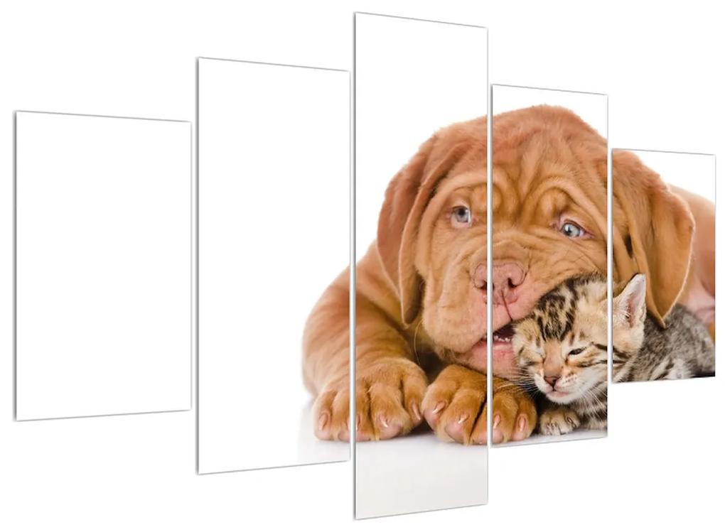 Obraz psa s mačiatkom (150x105 cm)