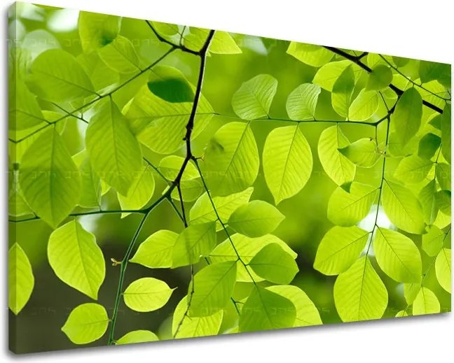 Obraz na stenu RASTLINY