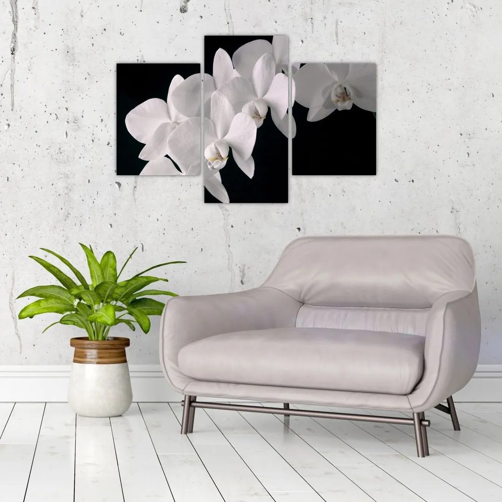 Obraz - biele orchidey