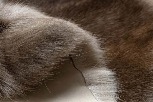 Koberec RENIFER POK019 hnedý