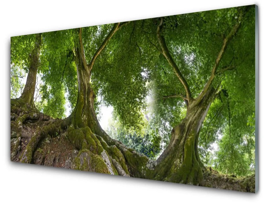 Skleneny obraz Stromy rastlina príroda 140x70 cm