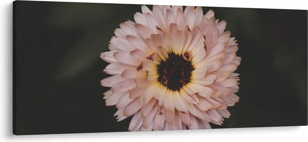 Obraz oranžovej kvetiny (120x50 cm)
