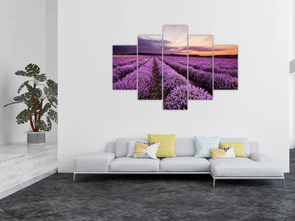 Obraz - Levanduľové pole pri západe slnka (150x105 cm)