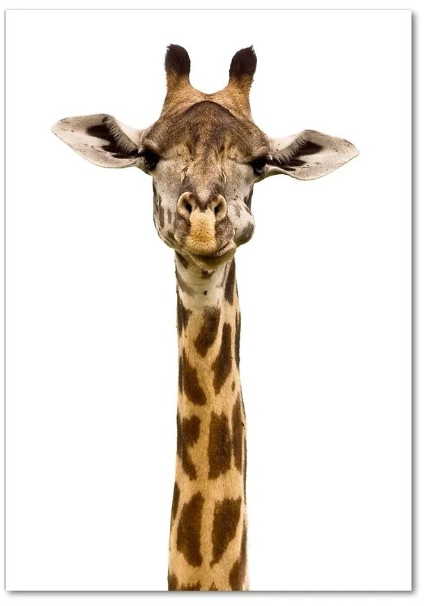 Foto obraz akrylové sklo Žirafa pl-oa-70x100-f-53003309