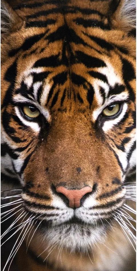 Jerry Fabrics Osuška Tiger, 70 x 140 cm