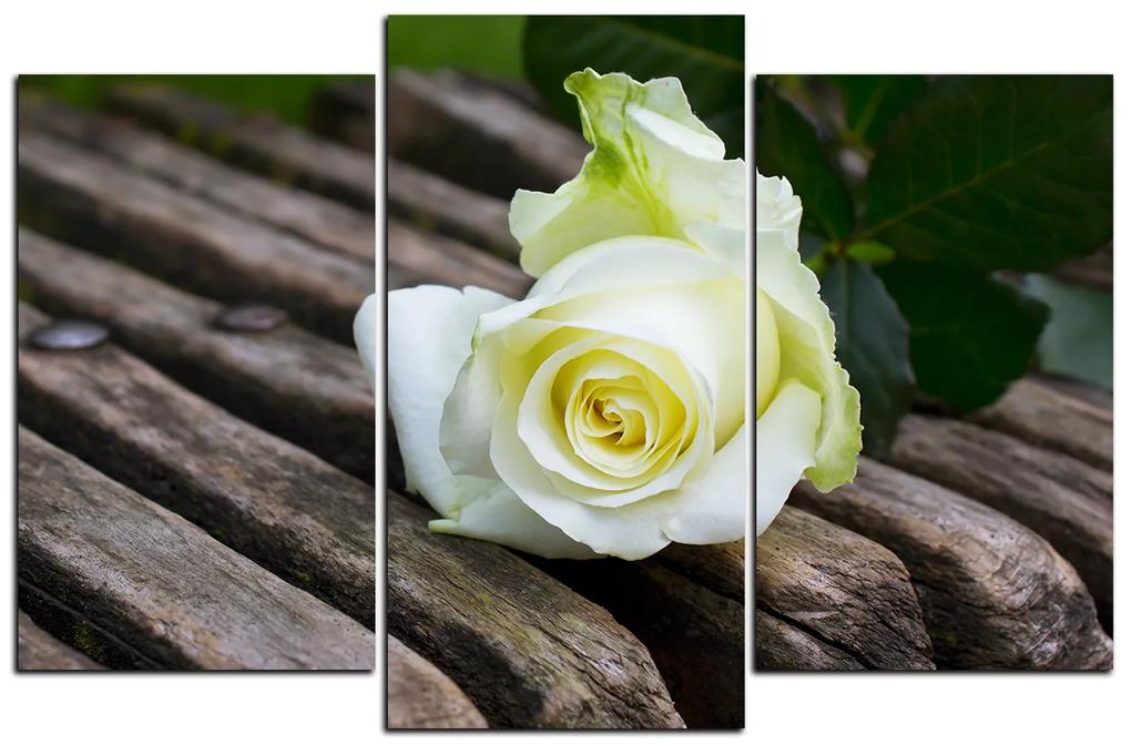 Obraz na plátne - Biela ruža na lavici 1224C (120x80 cm)