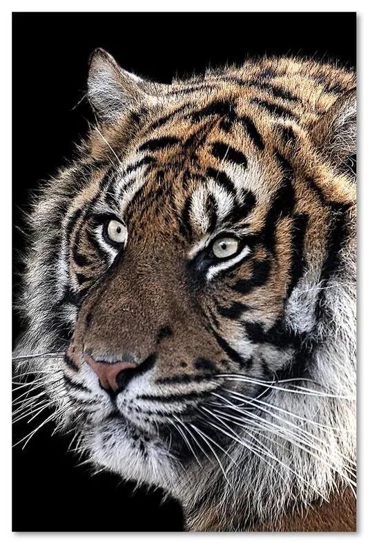 Obraz na plátně Tygr Příroda Zvířata - 80x120 cm