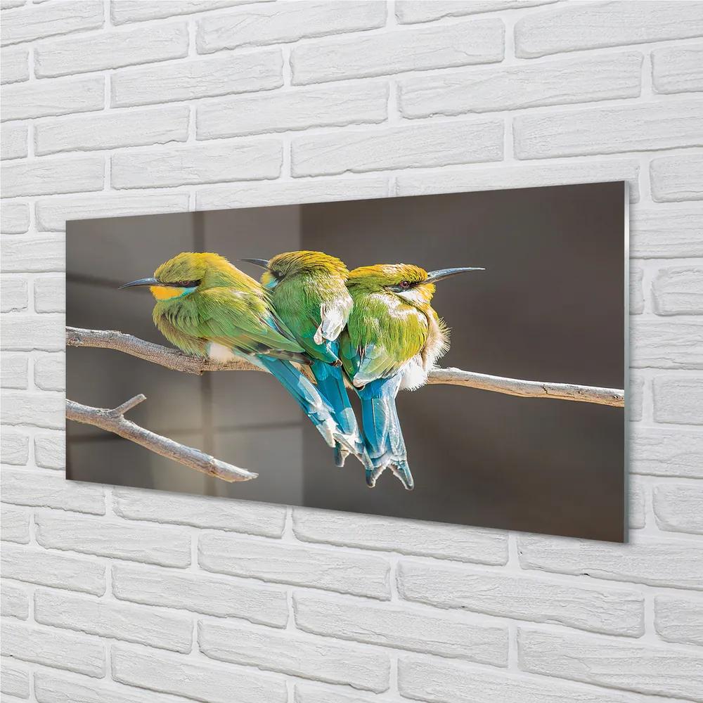 Obraz na akrylátovom skle Vtáky na vetve 125x50 cm