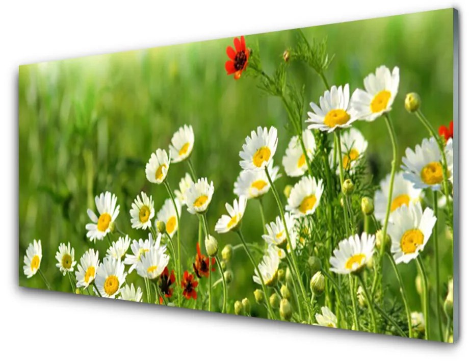 Obraz plexi Sedmokráska rastlina príroda 140x70 cm