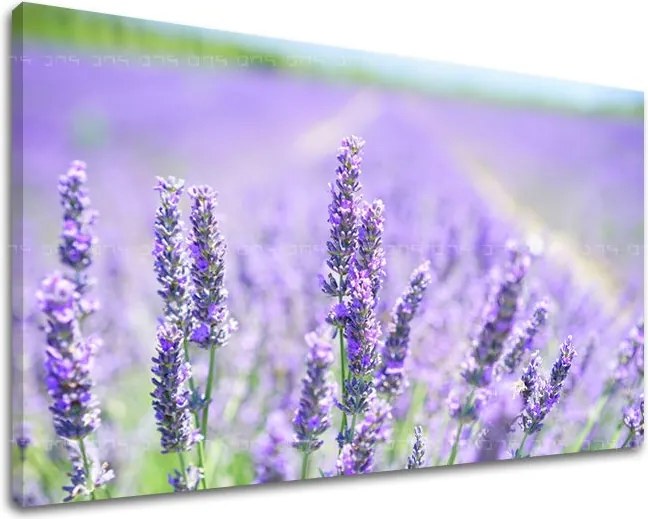 Obraz na stenu KVETY KV092E11 - 20x30 cm