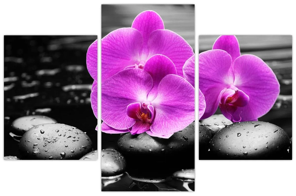 Obraz - Fialové orchidey (90x60 cm)