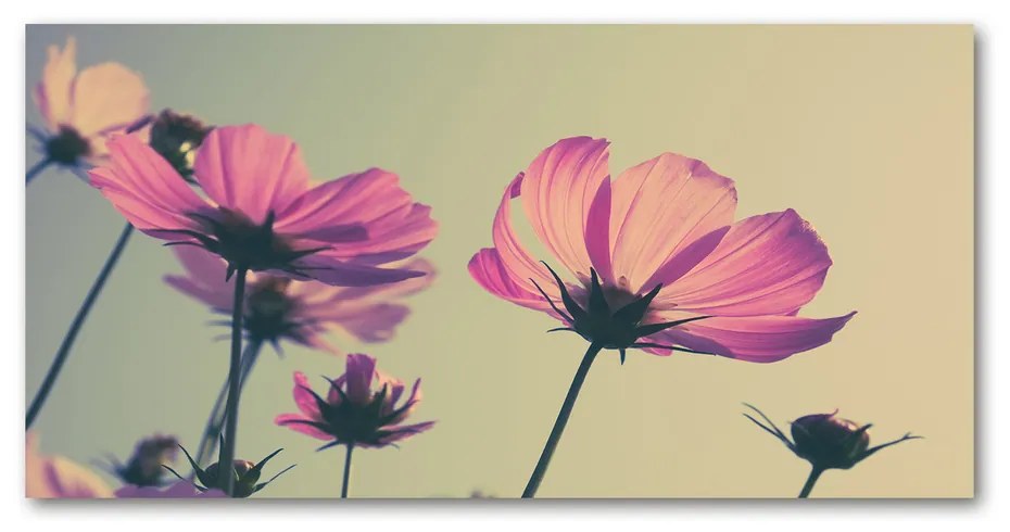 Moderný akrylový fotoobraz Ružové kvety pl-oa-140x70-f-104707608
