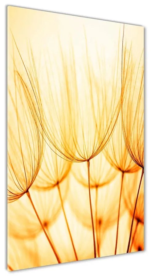 Foto obraz akrylový Semená púpavy pl-oa-70x140-f-79558550