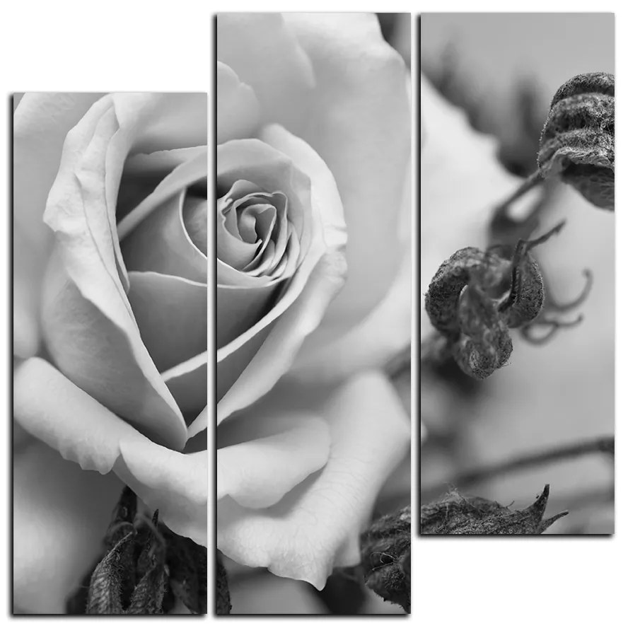 Obraz na plátne - Ruža a uschnuté rastliny - štvorec 3225QC (105x105 cm)