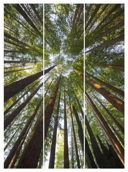 MANUFACTURER -  Súprava posuvnej záclony - Sequoia Tree Tops -3 panely