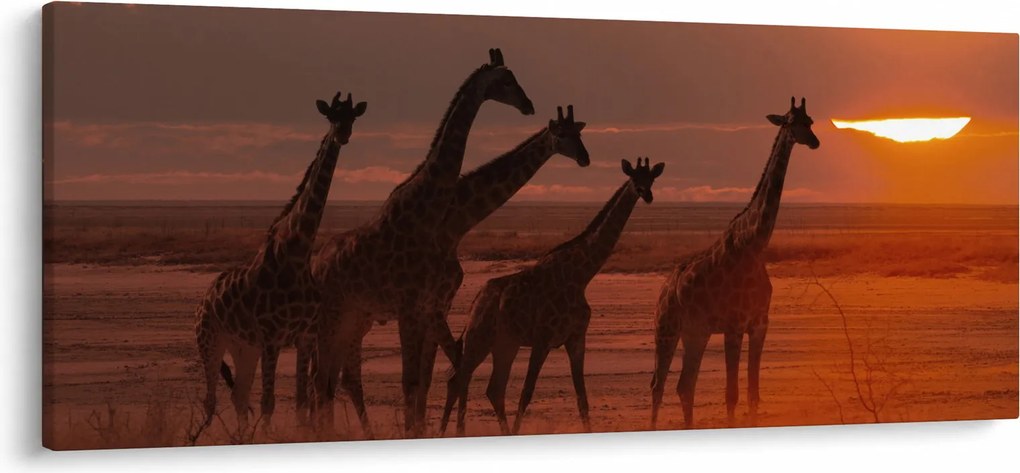 Obraz - Žirafy v africkej savane (120x50 cm)