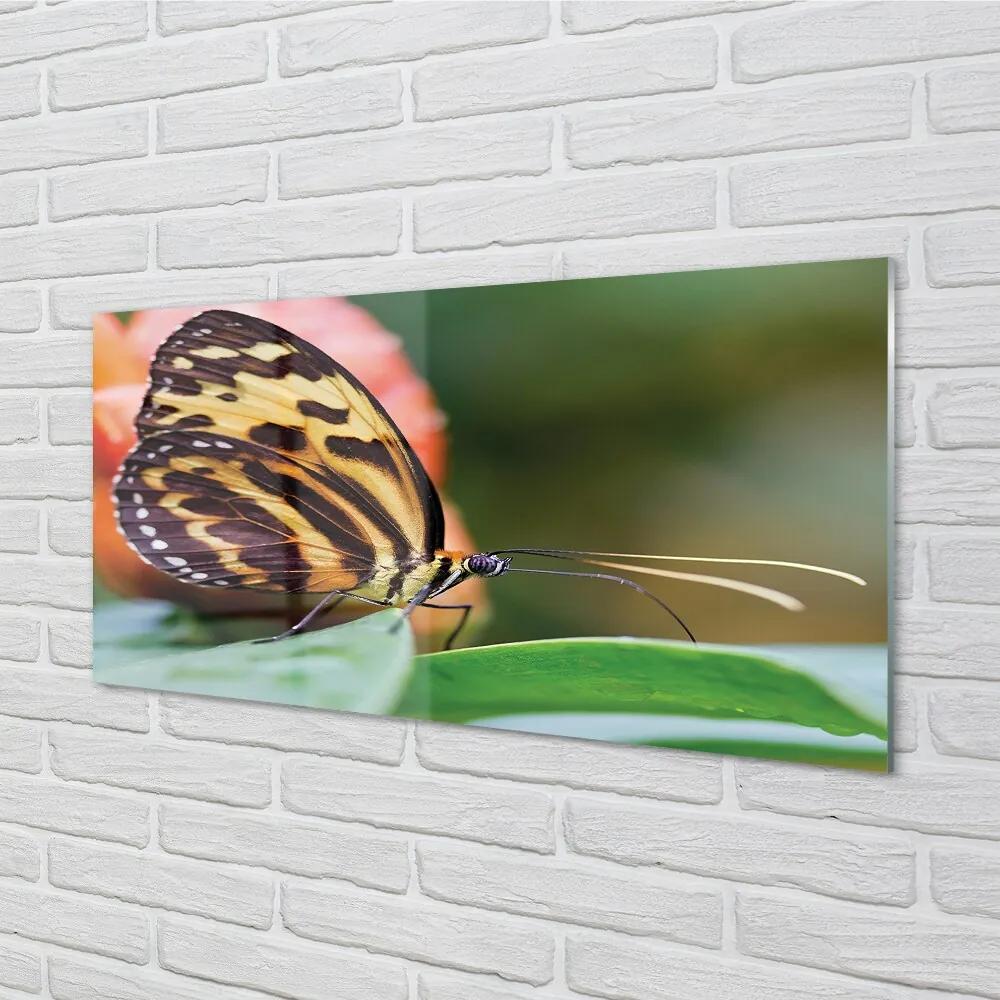 Sklenený obraz motýľ 125x50 cm