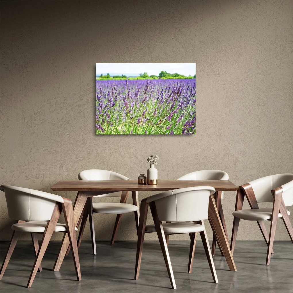 Sklenený obraz poľa s levanduľou (70x50 cm)