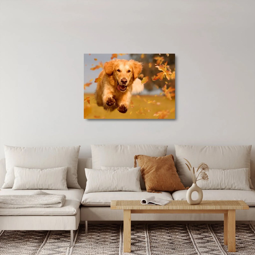 Sklenený obraz - Zlatý retriever (70x50 cm)