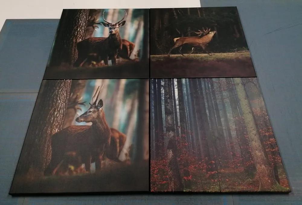 Set obrazov čaro lesných zvierat