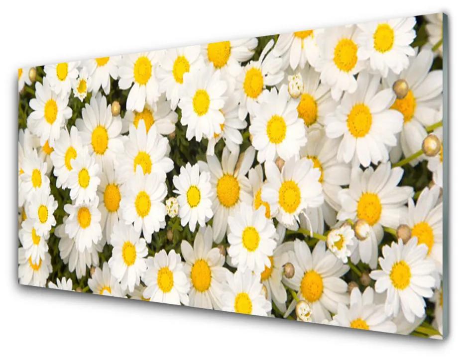 Sklenený obklad Do kuchyne Sedmokrásky kvety 140x70 cm